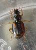 Bembidion sp.